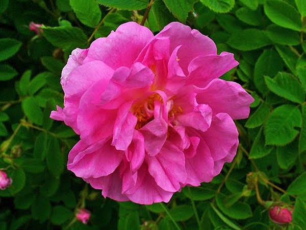 Hoa hồng Rosa Damscena