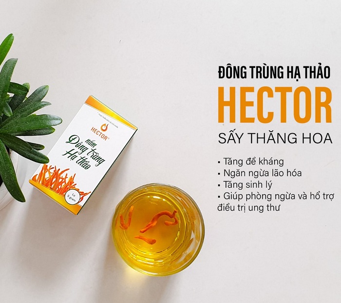 Nấm Đông Trùng Hạ Thảo sấy thăng hoa Hector được yêu thích với nhiều công dụng cho sức khỏe, làn da Nấm Đông Trùng Hạ Thảo sấy thăng hoa Hector được yêu thích với nhiều công dụng cho sức khỏe, làn da