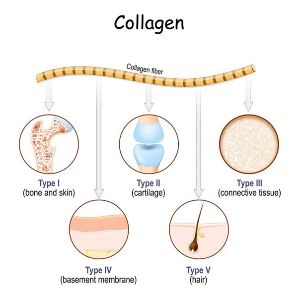 Collagen có sẵn trong cơ thể và đóng vai trò quan trọng Collagen có sẵn trong cơ thể và đóng vai trò quan trọng
