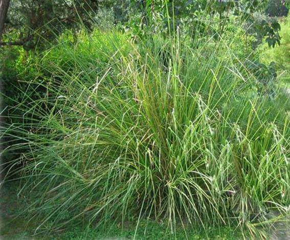 Áp dụng 1 trong 3 công thức bên dưới, mụn sạch bong, tự tin đón Tết