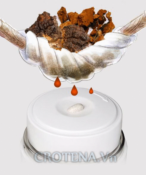 Chiết xuất từ nấm Chaga - Công nghệ mới bào chế nấm đưa vào mỹ phẩm Chiết xuất từ nấm Chaga - Công nghệ mới bào chế nấm đưa vào mỹ phẩm