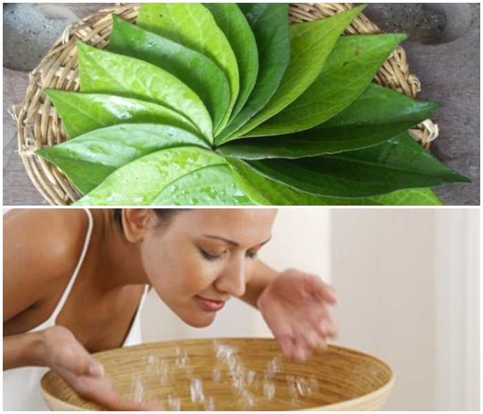 Lá trầu không có tác dụng gì với làn da mụn? Lá trầu không có tác dụng gì với làn da mụn?