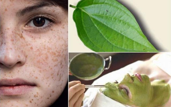 Lá trầu không có tác dụng gì, bạn đã biết chưa? Lá trầu không có tác dụng gì, bạn đã biết chưa?