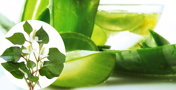 Top 3 cách làm kem chống nắng từ tự nhiên, thách thức cái nắng cả 12h trưa Top 3 cách làm kem chống nắng từ tự nhiên, thách thức cái nắng cả 12h trưa