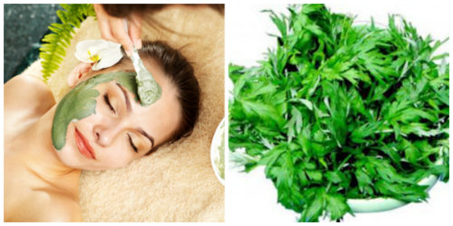 3 Cách Làm Trắng Da Cấp Tốc Mà An Toàn Bằng Ngải Cứu